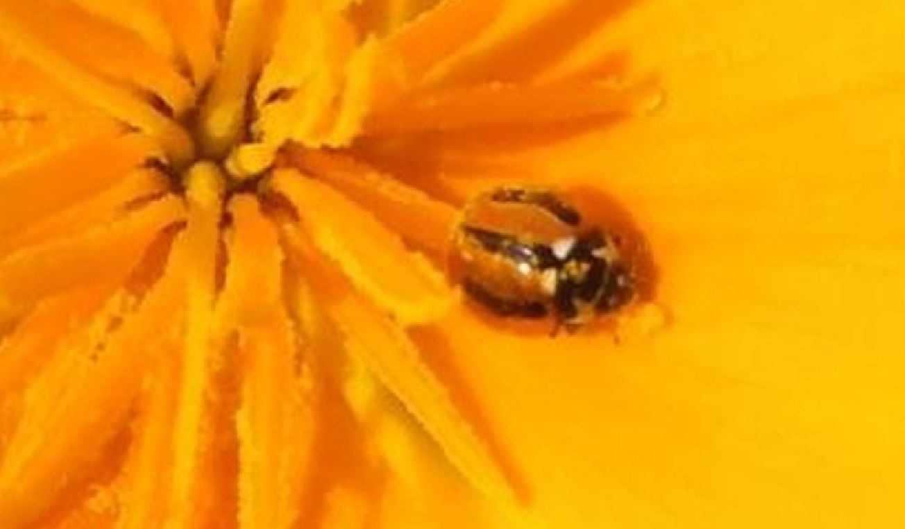 Coccinella (Spilota) miranda, is. Tenerife, Canarie