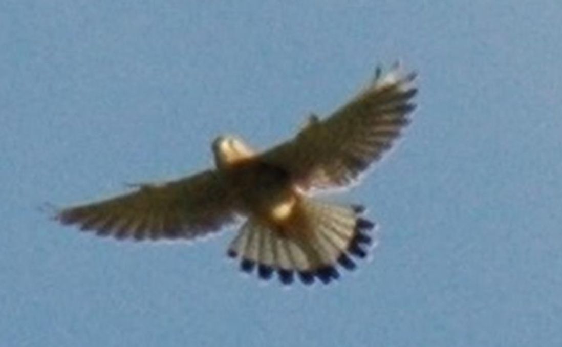 quasi certamente Gheppio (Falco tinnunculus)