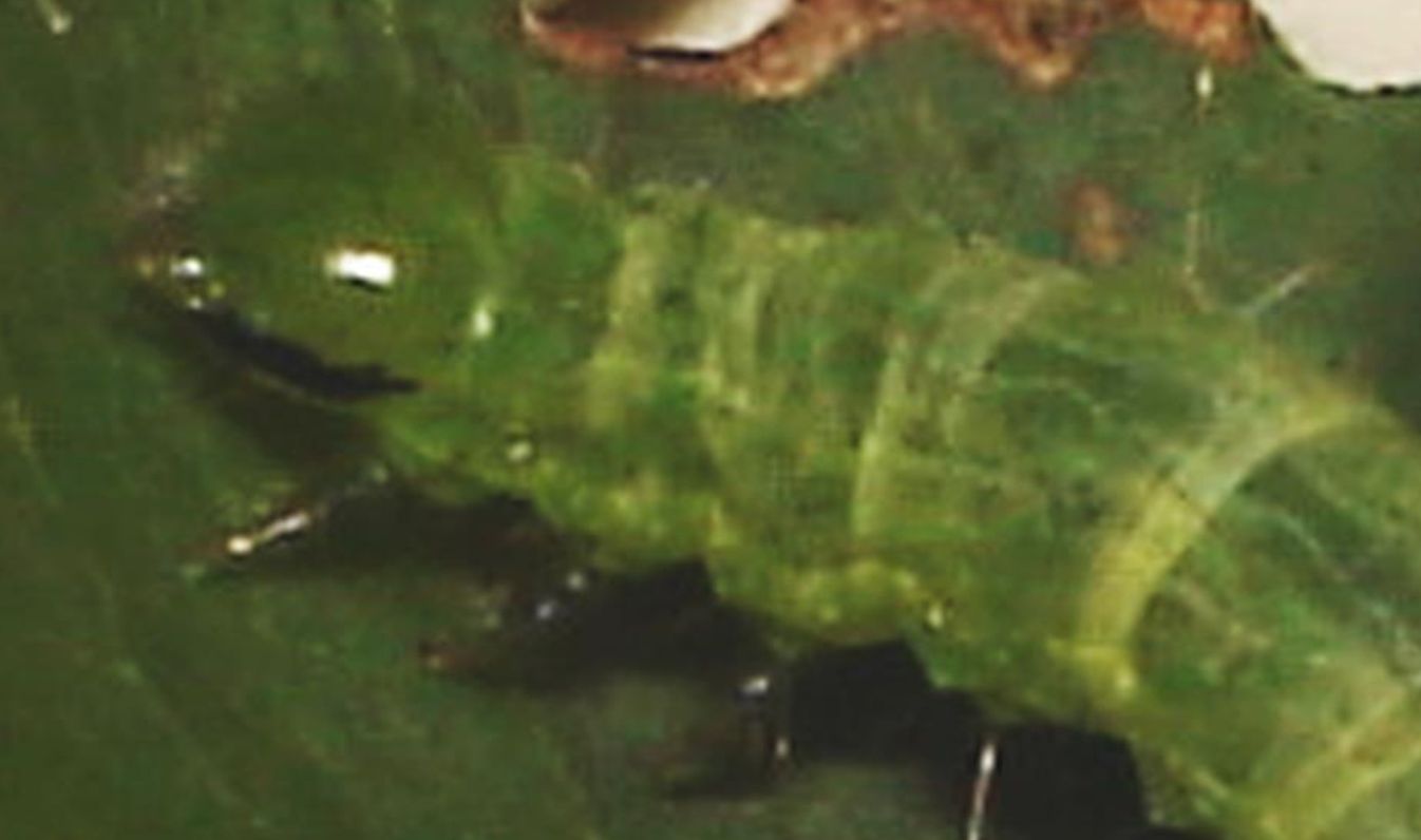 Larva di  Noctuidae Plusiinae:  cfr. Chrysodeixis chalcites