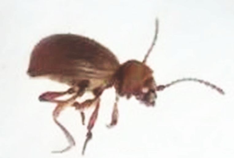 Anobiidae Ptininae: cfr. Ptinus sp.