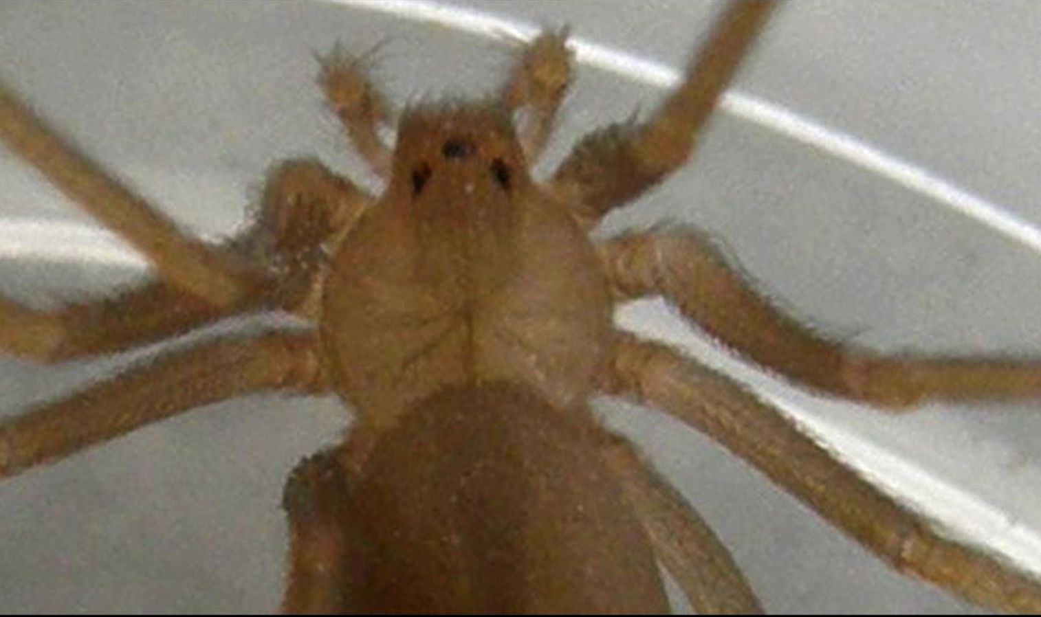 Loxosceles rufescens (Sicariidae)  - Ponsano (Volterra - PI)
