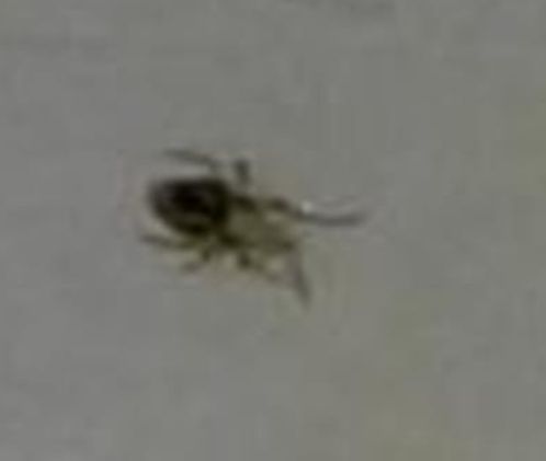 Rishiesta ID possibile acaro