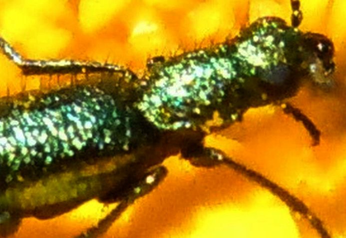 Dasytidae:  Psilothrix sp.
