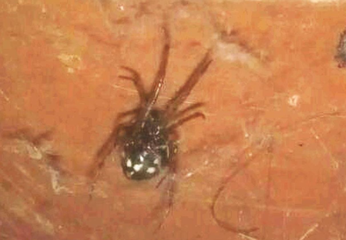 Vedova nera europea?  No, Steatoda sp.