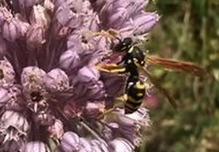 Polistes sp. (Vespidae)