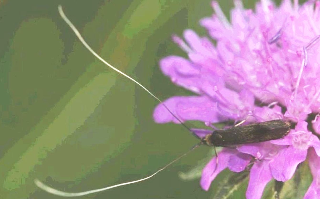 Microlepidottero da identificare - Adelidae, cfr. Nemophora metallica