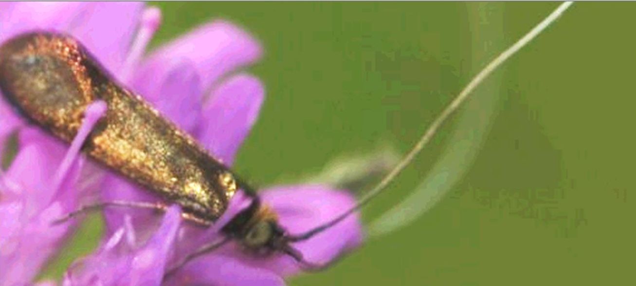 Microlepidottero da identificare - Adelidae, cfr. Nemophora metallica