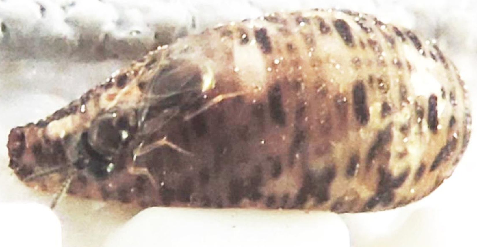 Pteromalidae in azione su pupa di dittero Syrphidae