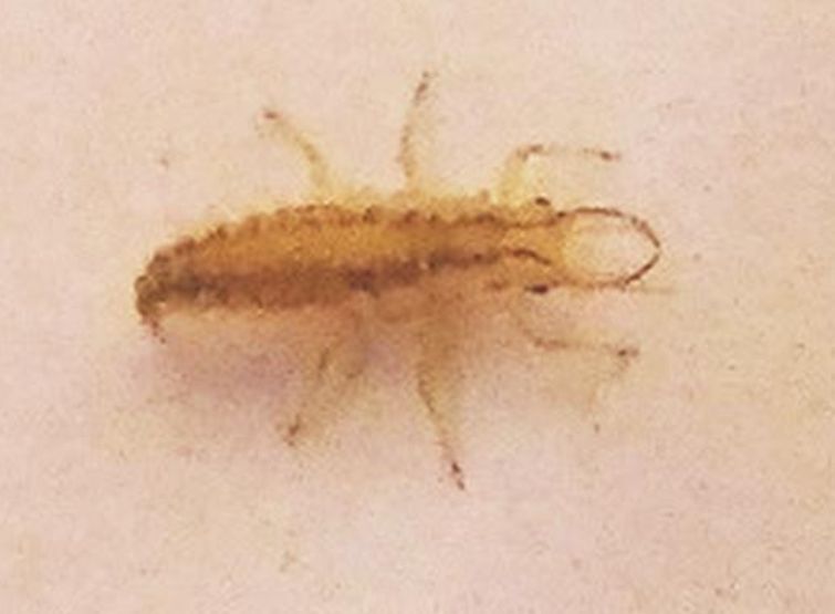 chi mi ha succhiato il sangue?  Una larva di Chrysoperla sp.