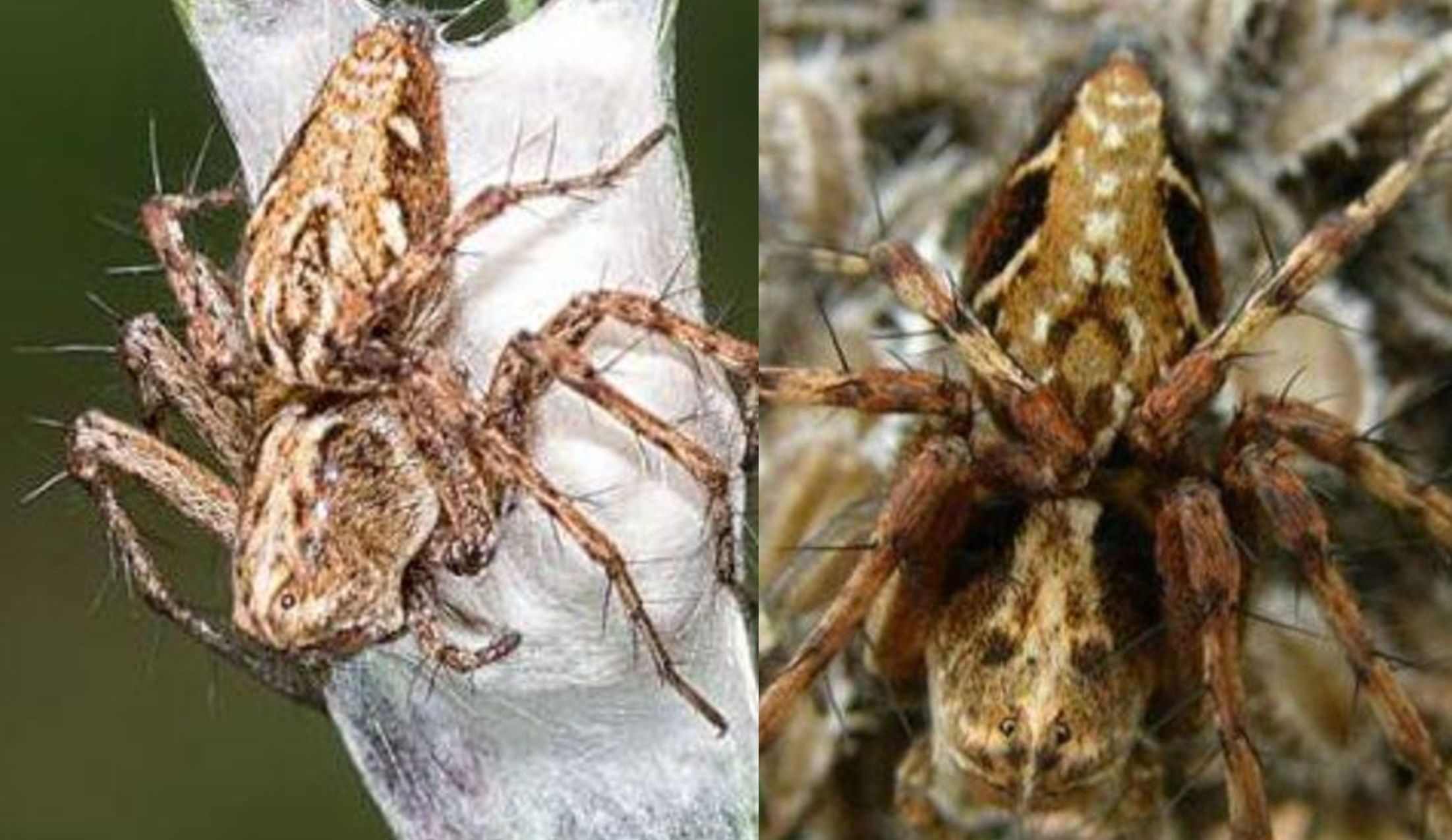 Oxyopidae:  Oxyopes ramosus  - Lunigiana