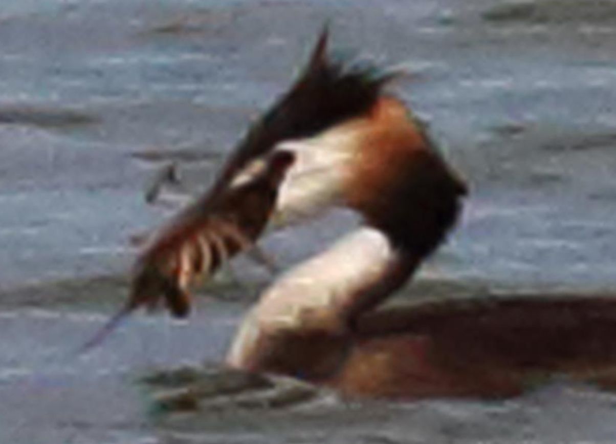 Svasso che preda Procambarus clarkii