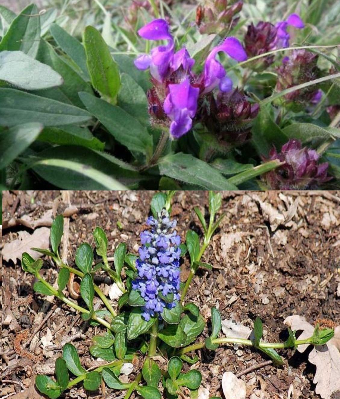 Lamiaceae:  Ajuga reptans?  No, Prunella cfr. grandiflora