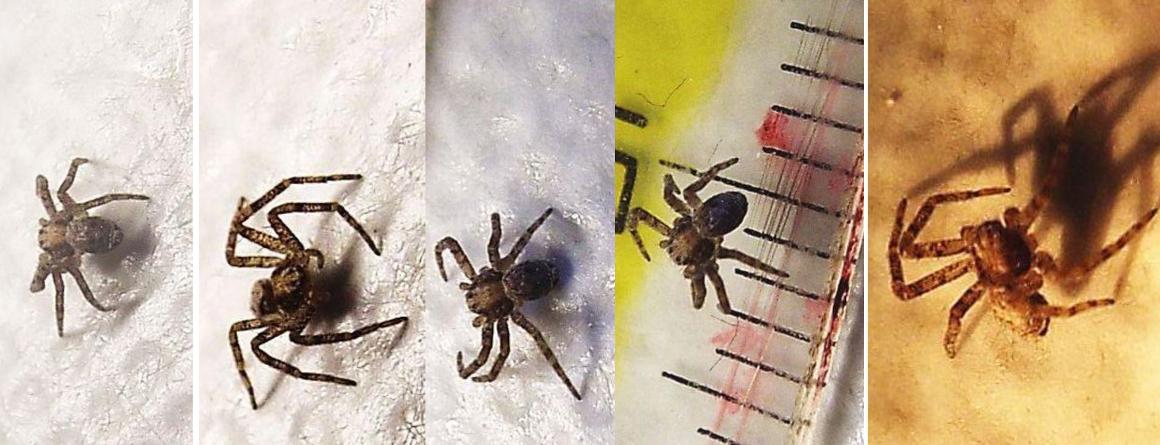 Philodromus sp.,  piccolo e mutilato  - Milano