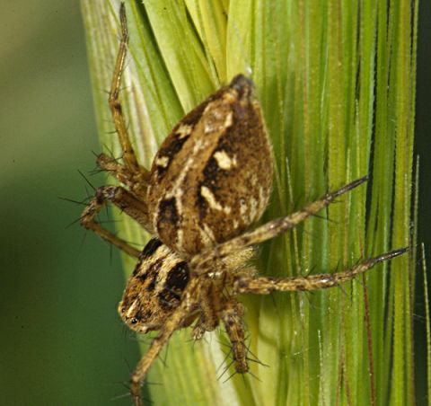 Oxyopidae:  Oxyopes ramosus  - Lunigiana