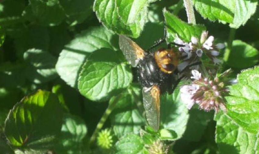 Tachina grossa (Tachinidae)