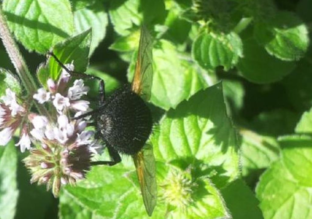Tachina grossa (Tachinidae)