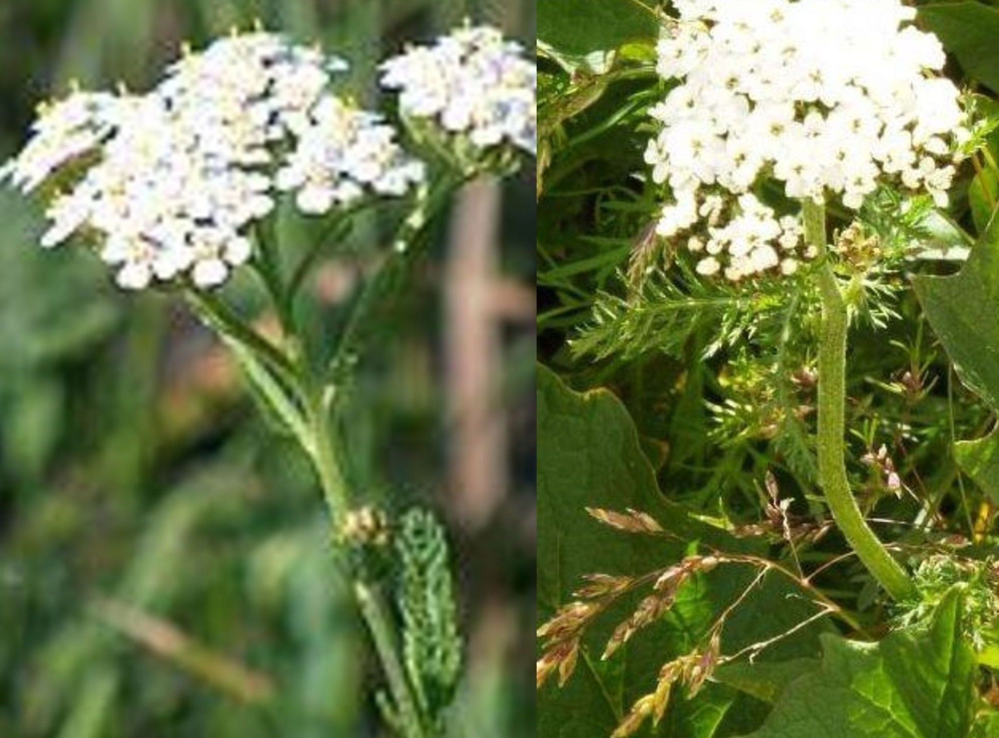 Achillea gr. millefolium (Asteraceae)