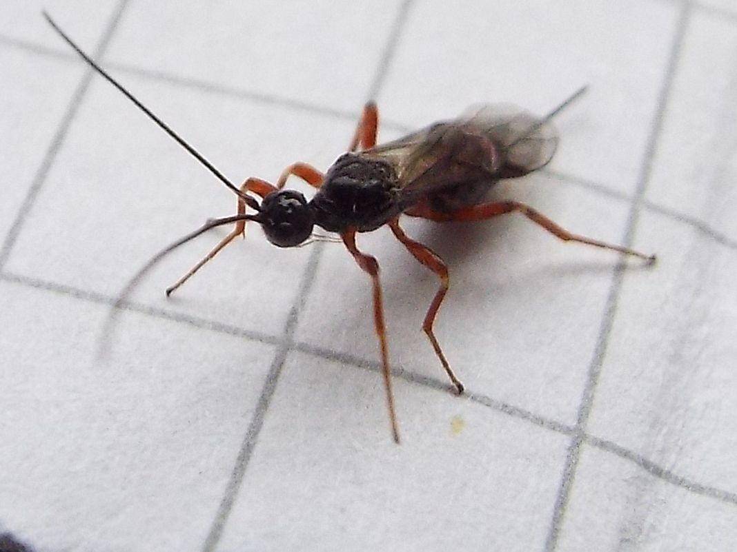 Braconidae