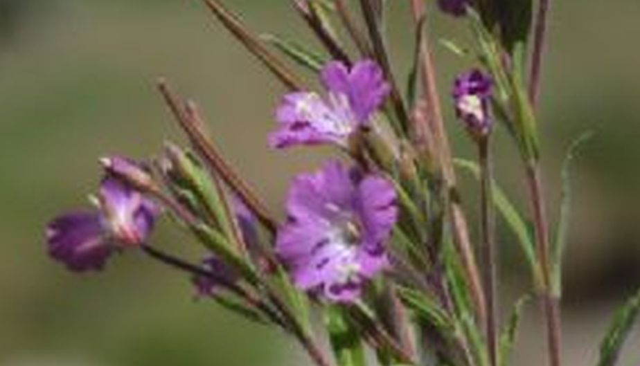 Epilobium hirsutum  (Onagraceae)