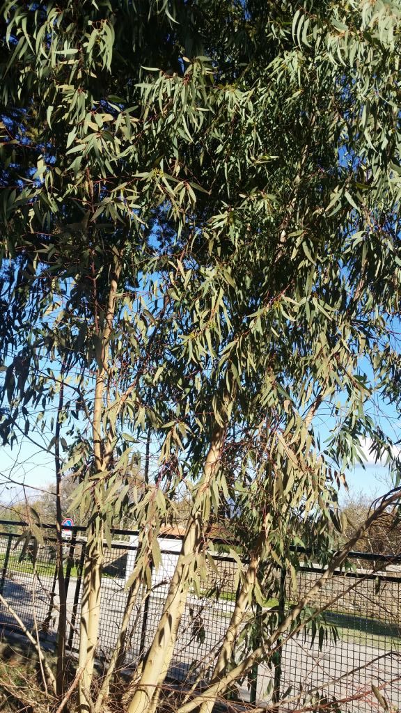 Che tipo di albero ?