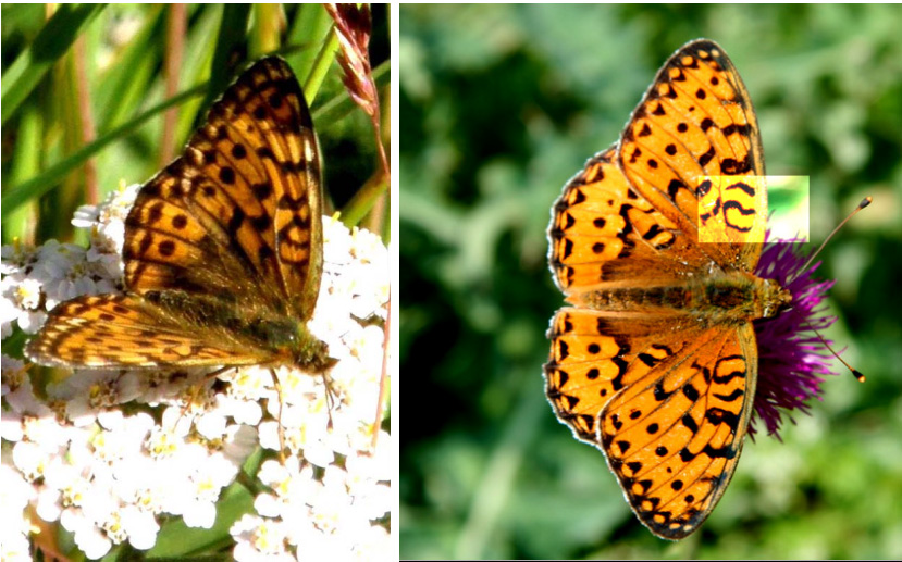 Farfalla da identificare