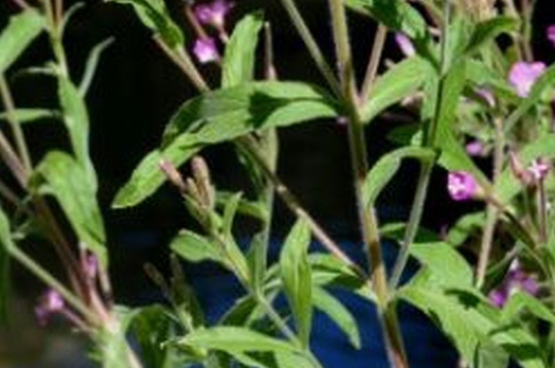 Epilobium hirsutum  (Onagraceae)