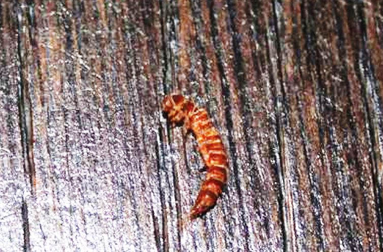 Larve sul soffitto:......Dermestidae ???