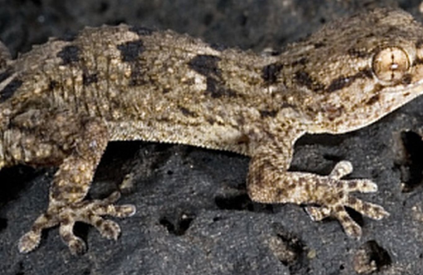 Tarentola angustimentalis  (Lanzarote - Canarie)