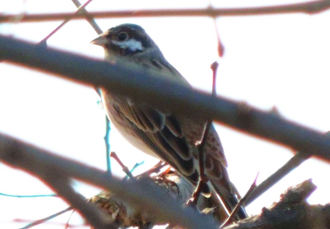 Gioiellini siberiani: Zigoli golarossa (Emberiza leucocephalos)