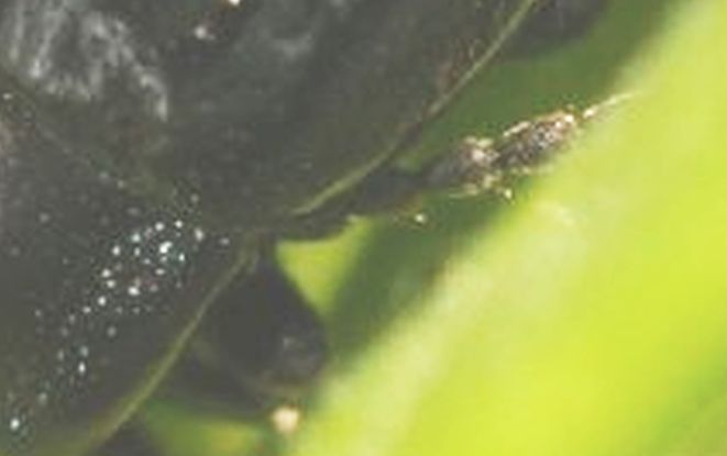 Chrysolina interstincta (cfr.)