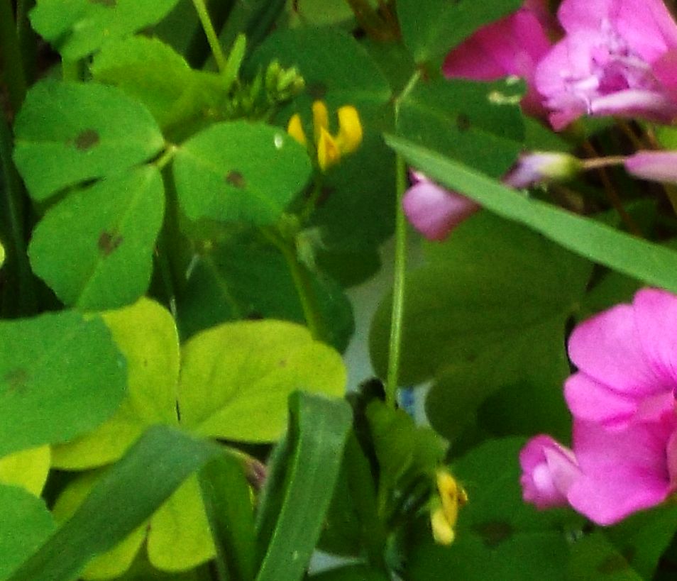 Oxalis articulata (Oxalidaceae) [e  Medicago arabica (Fabaceae)]