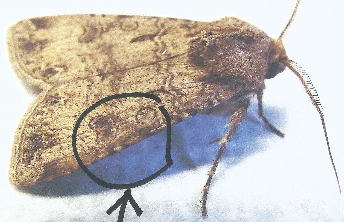 Noctuidae: Helicoverpa armigera?   No!,  Agrotis segetum, maschio