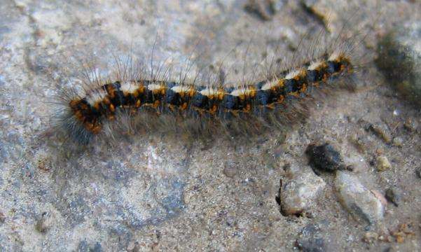 bruco non maturo di Lasiocampa (Lasiocampa) quercus, Lasiocampidae