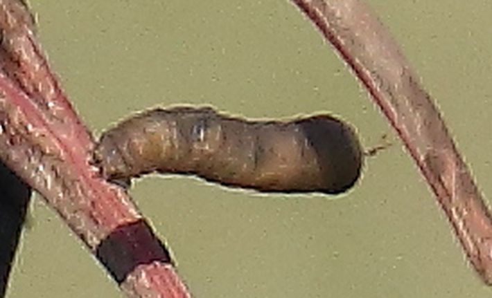 Larva di Tipulidae