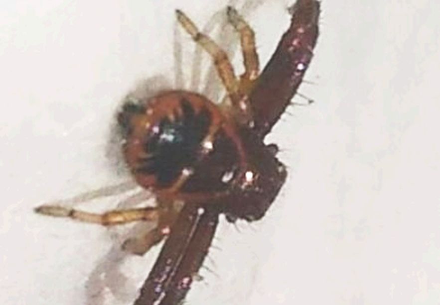 Synema globosum  - Catanzaro