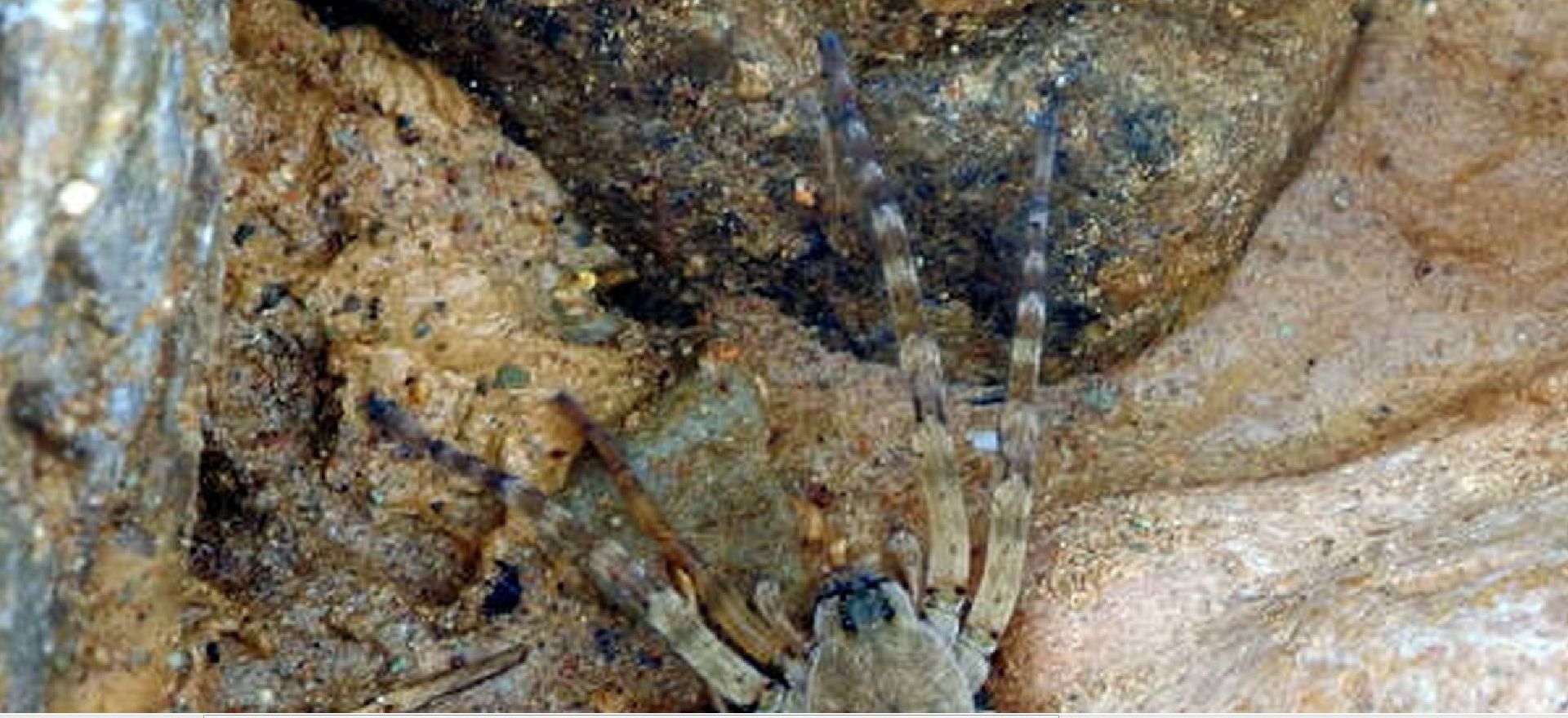 Arctosa sp.  -   parco nazionale di al Hoceima, nord del Marocco