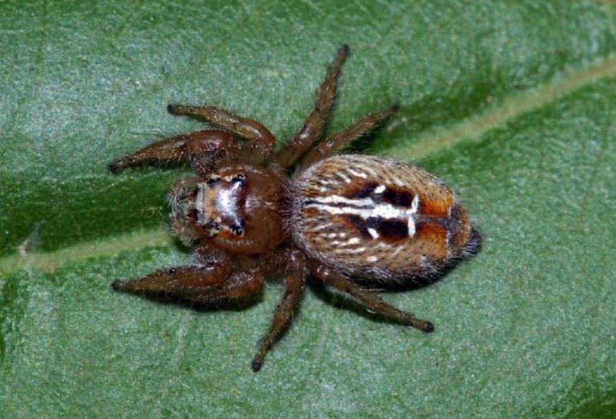 Thyene imperialis - Montalto Uffugo (CS)