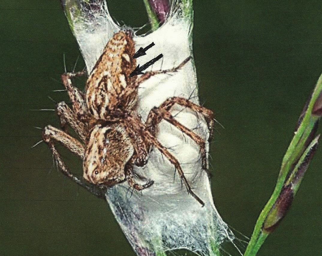 Oxyopidae:  Oxyopes ramosus  - Lunigiana