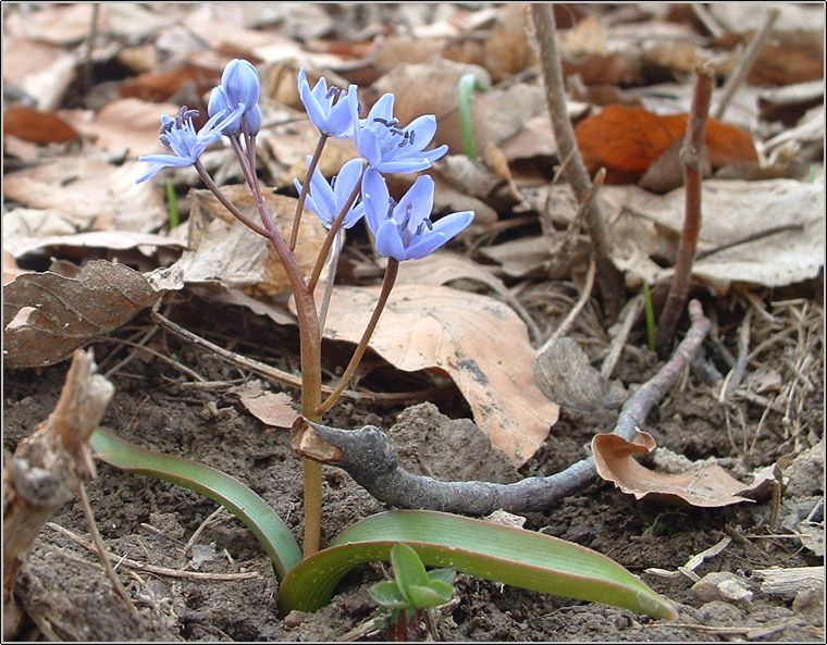 Scilla bifolia / Scilla silvestre