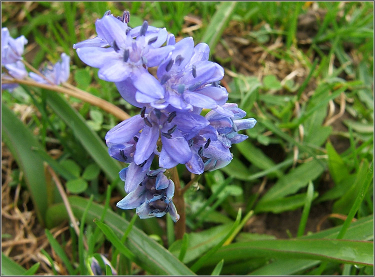 Scilla bifolia / Scilla silvestre