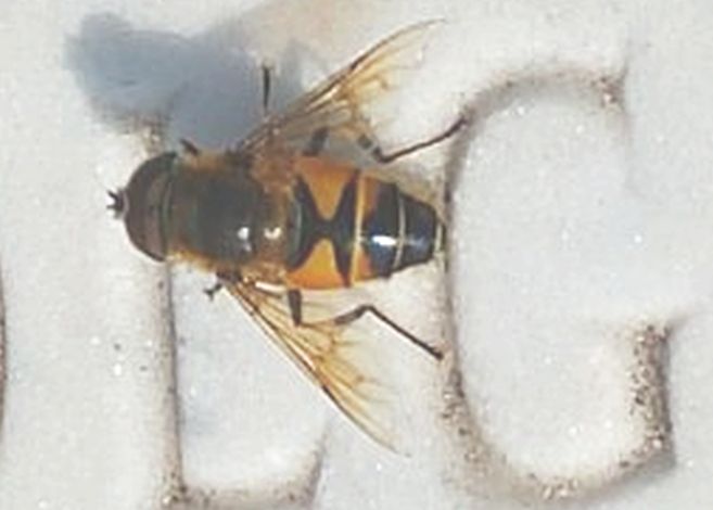 Syrphidae: Eristalis cfr. similis
