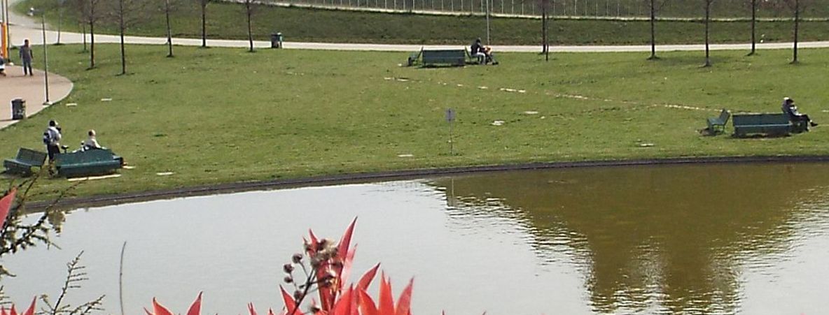 Rospi smeraldini...nella  vasca di un parco milanese