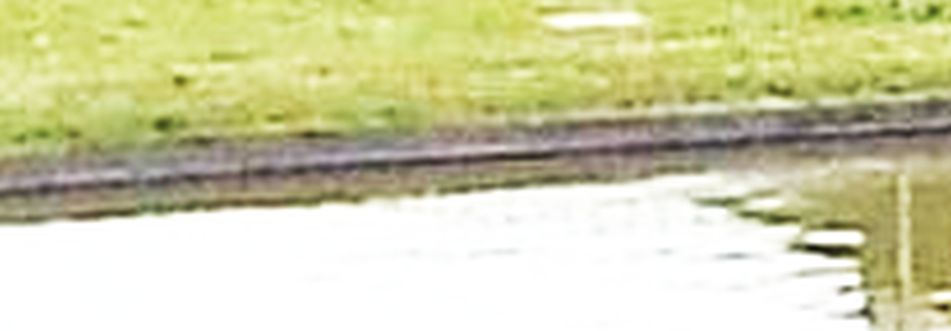 Rospi smeraldini...nella  vasca di un parco milanese