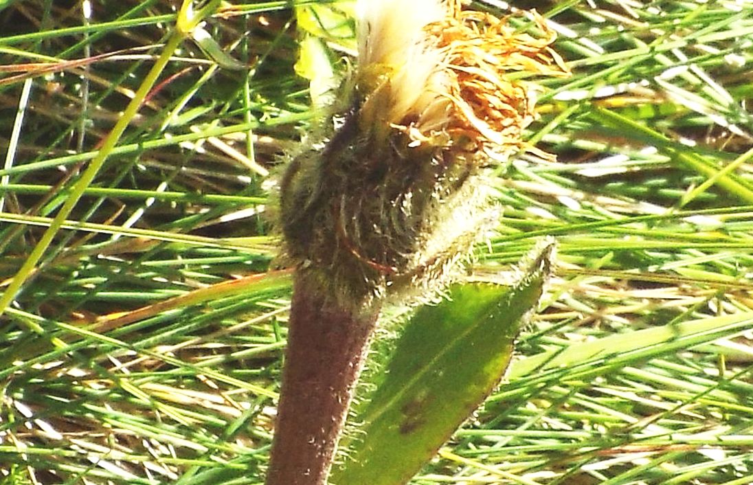 Asteracea da identificare:  cfr. Hypochaeris uniflora