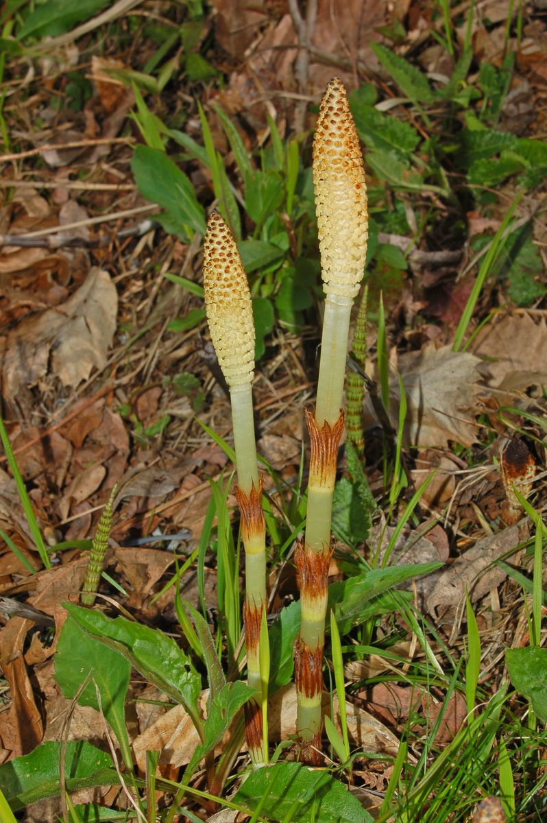 Equisetum telmateia / equiseto maggiore - fusti fertili