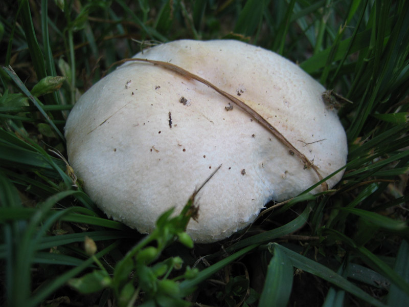 Agaricus osecanus