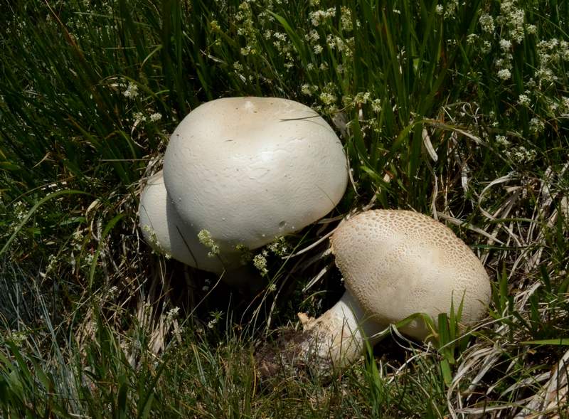 Agaricus urinascens