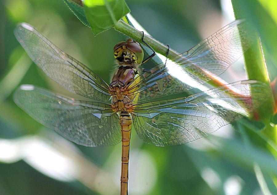Sympetrum striolatum ... neosfarfallato
