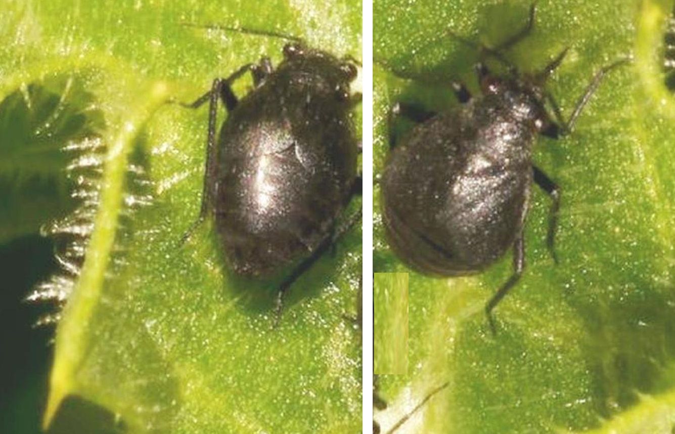 Miridae:   Piezocranum simulans, femmina