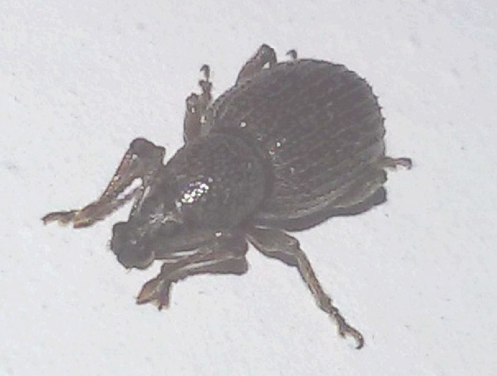Curculionidae:  Otiorhynchus (Arammichnus) cribricollis
